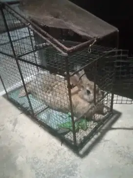 Jual peliharaan kelinci