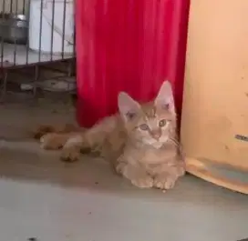 Maine Coon mainecoon indukan ped cfa