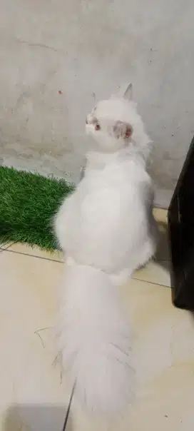 Kucing persia mix flatnose