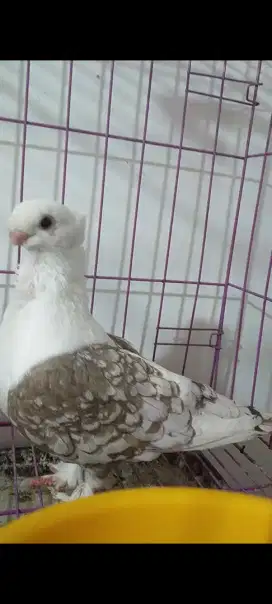 Merpati hias sepasang induk