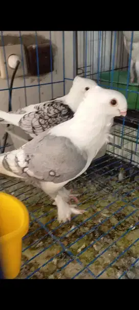 Merpati hias sepasang