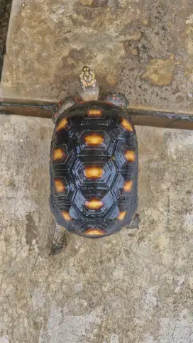 Kura Kura Red Foot Betina 21cm