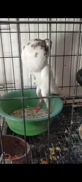 Merpati hias gondok sepasang