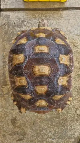 Kura kura sulcata betina 50cm+ size indukan