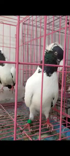 Merpati hias sepasang blacknun