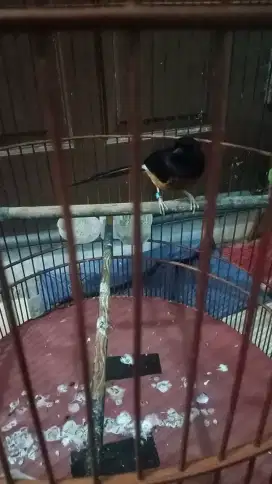 Murai batu dan sangkarnya