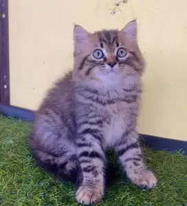 Kucing persia jantan mujaer 3  bln