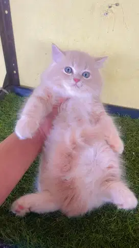 Kucing ras persia kitten jantan cream