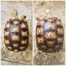 Sepasang Kura Kura Sulcata Siapan Induk