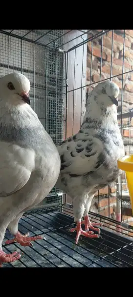 Merpati hias indukan jenis shoking