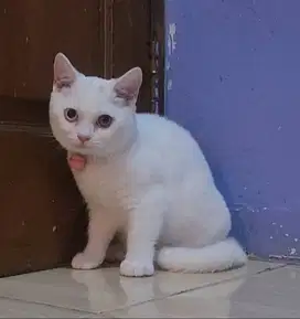 British short Hair (BSH) pure Blood odd eye