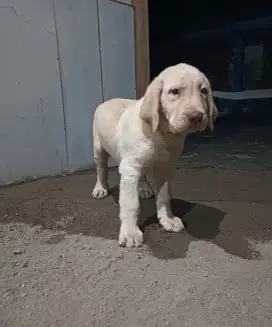 Yellow Labrador Jantan Non Stanboom