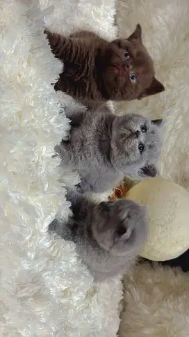 Kitten Brtish Short Hair Induk import Rusia PED WCF