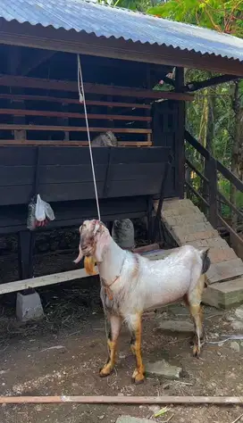 Kambing Jantan jawarandu