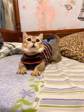 Munchkin BSH Golden Jantan Dewasa Bisa Kawin