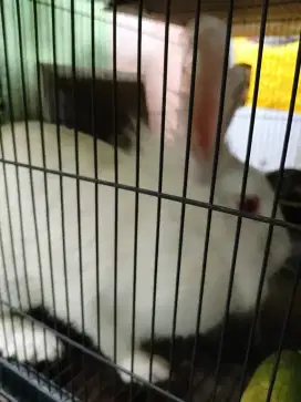 DIJUAL kelinci BETINA warna putih
