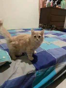 munchkin ns betina 3 bulan
