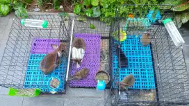 Open adopsi indukan:jantan/betina & anakan satauan/borongan