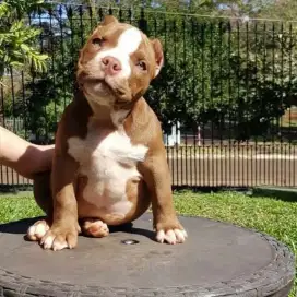 DIJUAL ANAK ANJING PITBULL