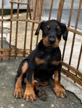 DIJUAL ANAK ANJING DOBERMAN