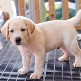 DIJUAL ANAK ANJING LABRADOR RETRIEVER
