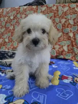 3 ekor pupy maltipoo