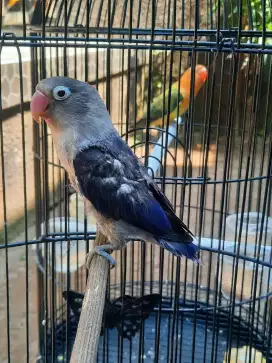 Lovebird Jantan Dewasa Euwing Vio birahi