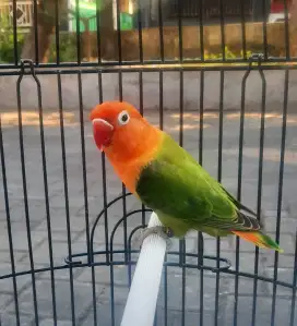 Lovebird Biola Green Jantan Dewasa Birahi