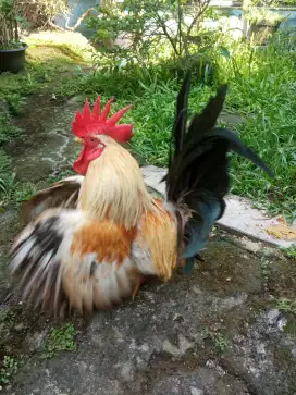 Ayam Kate chabo Thailand