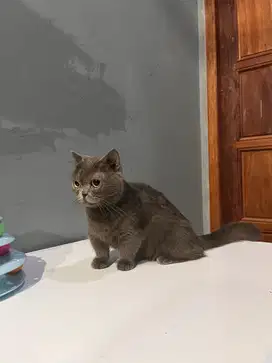 BSH MUNCHKIN BLUE SOLID