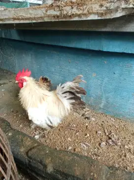 Ayam Kate walik istimewa