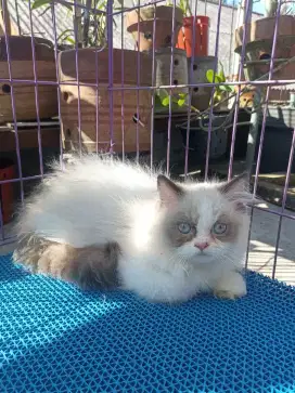 Kitten ragdoll pure