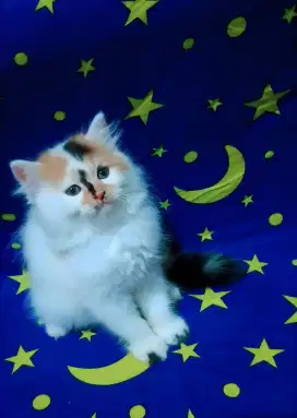 Kucing persia calico longhair