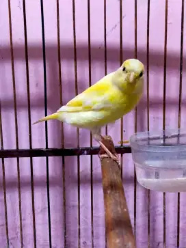 Burung kenari remaja jantan