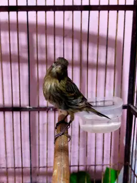 Burung kenari abu betina siapan