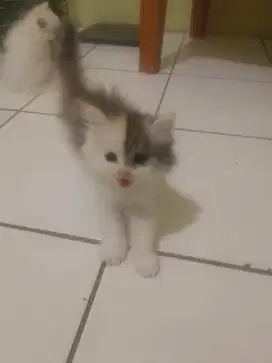 OPEN ADOPT KUCING