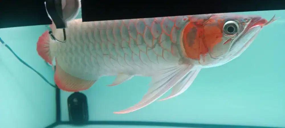 JUAL IKAN ARWANA