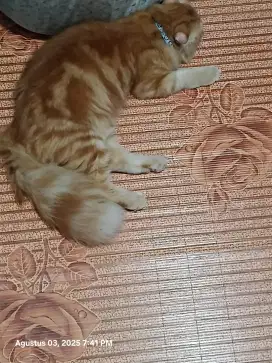 Open adob kucing persia