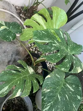 Monstera Thaiconstelation