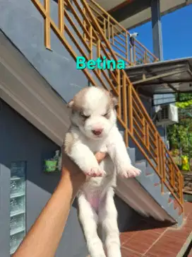 Anak Siberian Husky menggemaskan