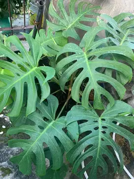 Monstera Deliciosa