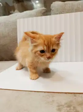 Di jual kucing Munchkin lucu