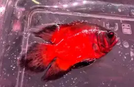 Ikan oscar red velvet slayer thailand