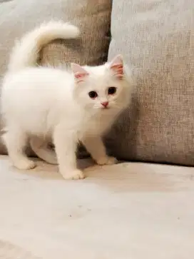 Di Jual kucing Persia long hair