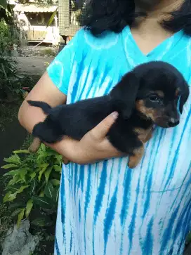 Anjing tekel kecil mungil lucu
