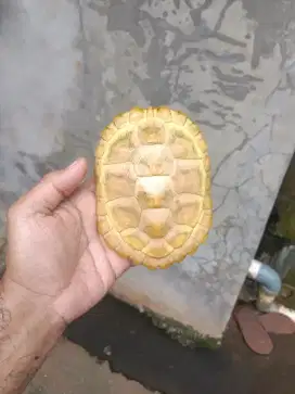 res albino resbino betina 14cm menyala abangkuuu