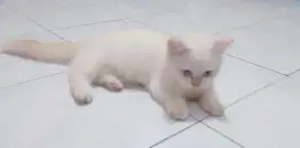Munchkin British Shorthair Jantan