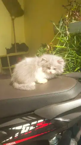 jual anak kucing ras asli persia Himalaya maincoon