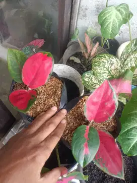 aglonema jaipong 3 daun