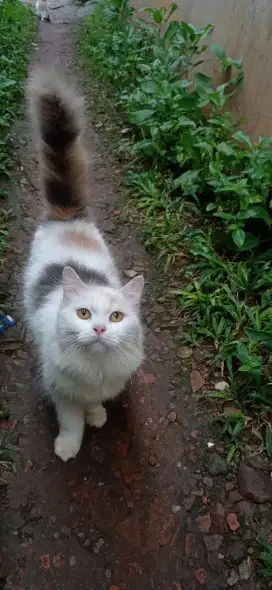 Kucing Persia betina 1th murah